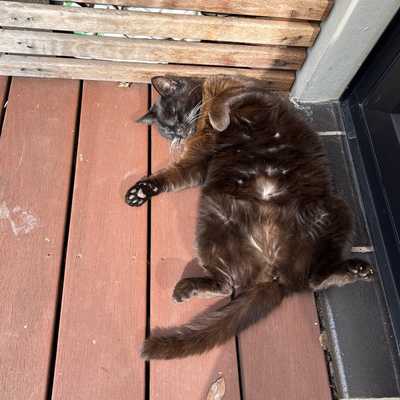 Kiki enjoying a sunny morning outside
