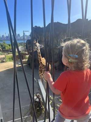 Avery watching the giraffes