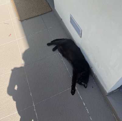 Relaxing on the warm tiles of the patio