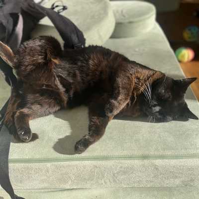 Kiki enjoying a sunny morning inside