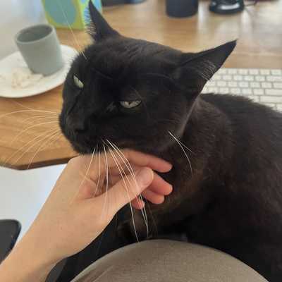 A cat shooting lasers from its eyes